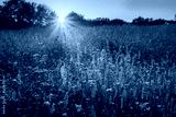 preview cold