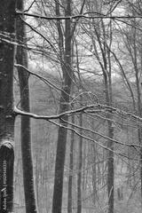 preview bw
