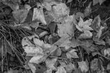 preview bw