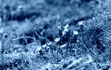 preview cold
