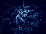 preview cold