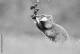 preview bw