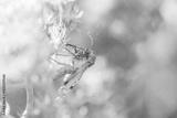 preview bw