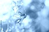 preview cold