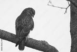 preview bw