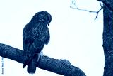preview cold