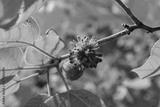 preview bw