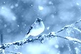 preview cold