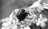 preview bw