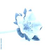 preview cold