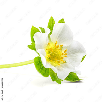 image to crop