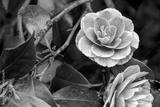 preview bw