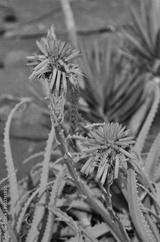 preview bw