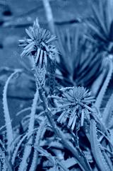 preview cold