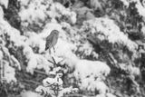 preview bw