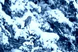 preview cold