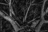 preview bw