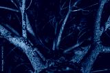 preview cold
