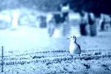 preview cold