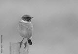 preview bw