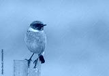 preview cold