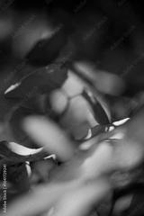 preview bw