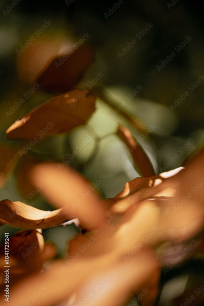 image to crop