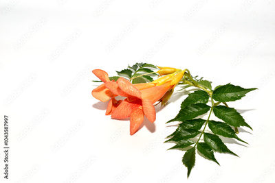 image to crop