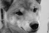 preview bw