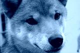 preview cold