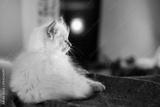 preview bw
