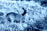 preview cold