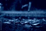 preview cold