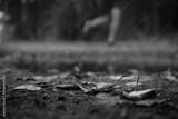 preview original