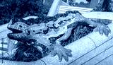 preview cold