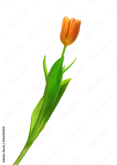 image to crop