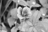 preview bw