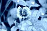 preview cold