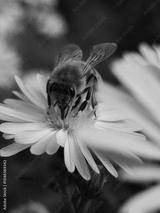 preview bw