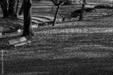 preview bw