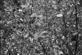 preview bw