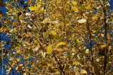 preview original