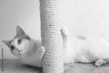 preview bw