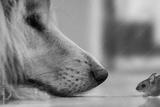 preview bw