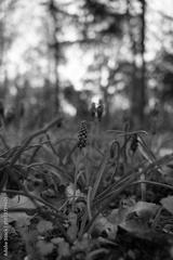 preview bw