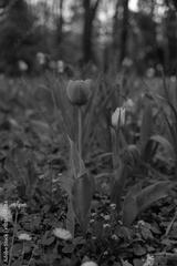 preview bw