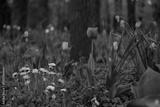 preview bw