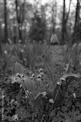 preview bw