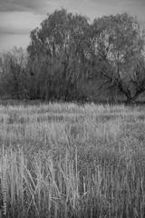 preview bw