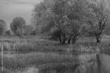 preview bw
